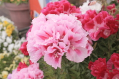 ココさん所の花