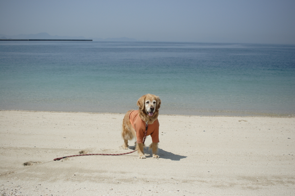 20Dで撮って出しで古臭い色味