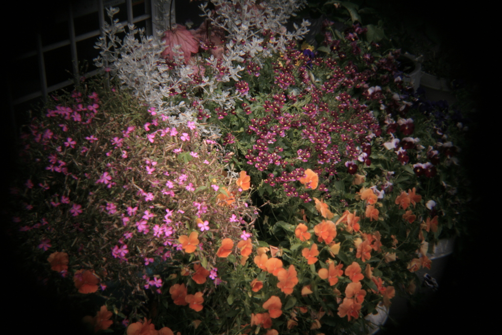 ホルガのトイレンズにて