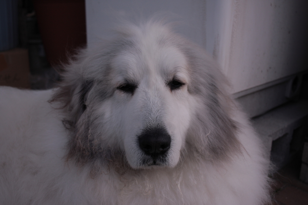 ほんわかしてるココちゃん