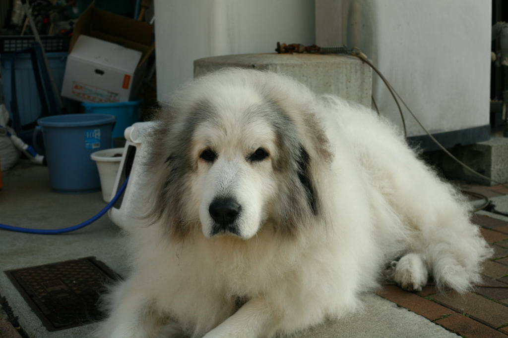 お昼番犬してるココ様