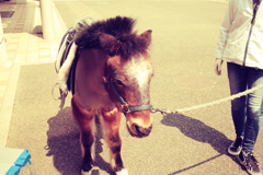 ポニーのレレレちゃん