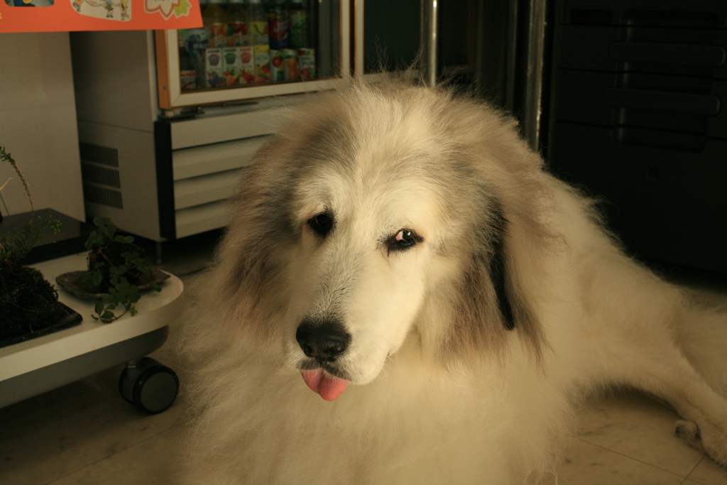 昼間は眠いココさん