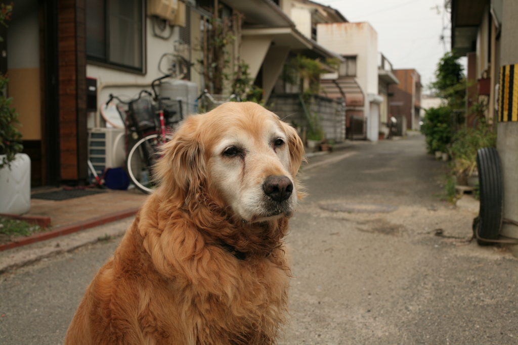 お宿番してるみゅうちゃん
