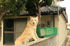 お正月を写そ♪　キヤノンで写そ