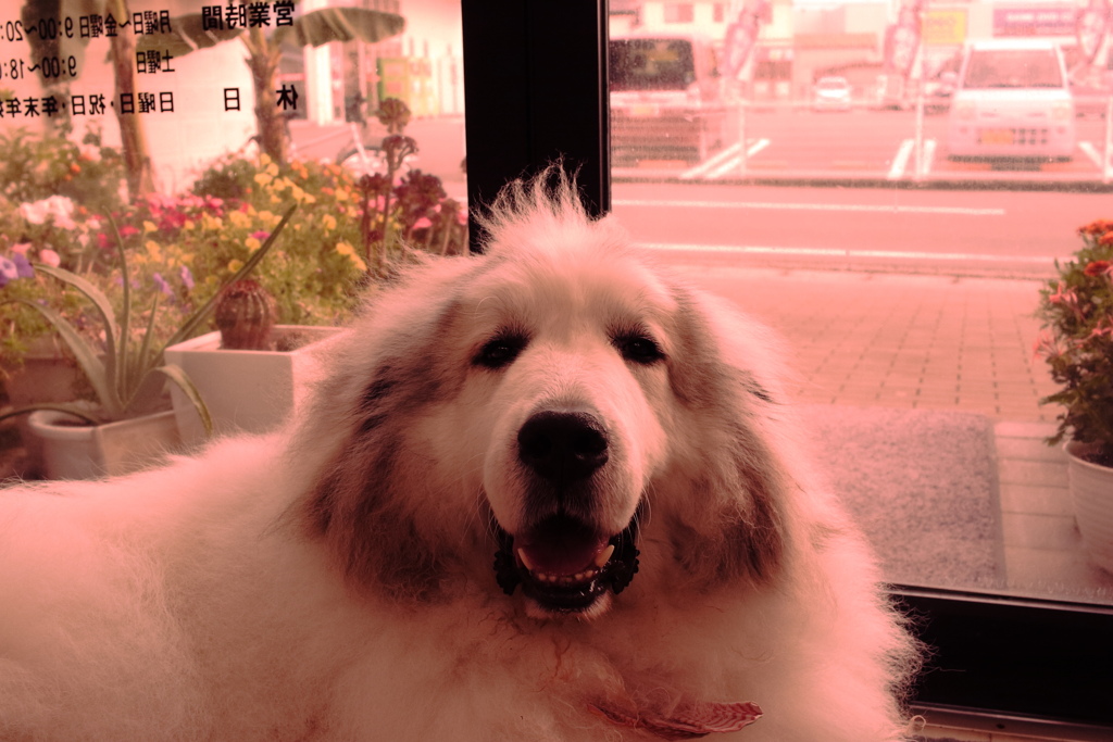 変な色でもかわいいココさん