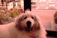 変な色でもかわいいココさん