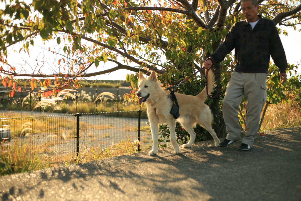散歩中のダイちゃん