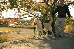 散歩中のダイちゃん