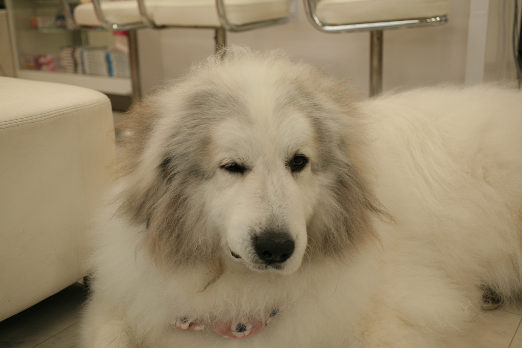 いやそうな顔をするココさん