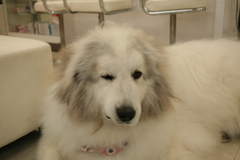 いやそうな顔をするココさん