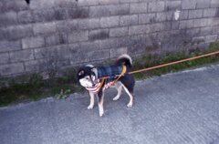 NewCanonet28,真の実力を発揮!(^^)!