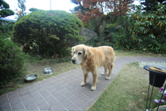 今日は足がちょっと痛いみゅうちゃん