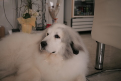 シャンプー行ってきてふかふかのココ様