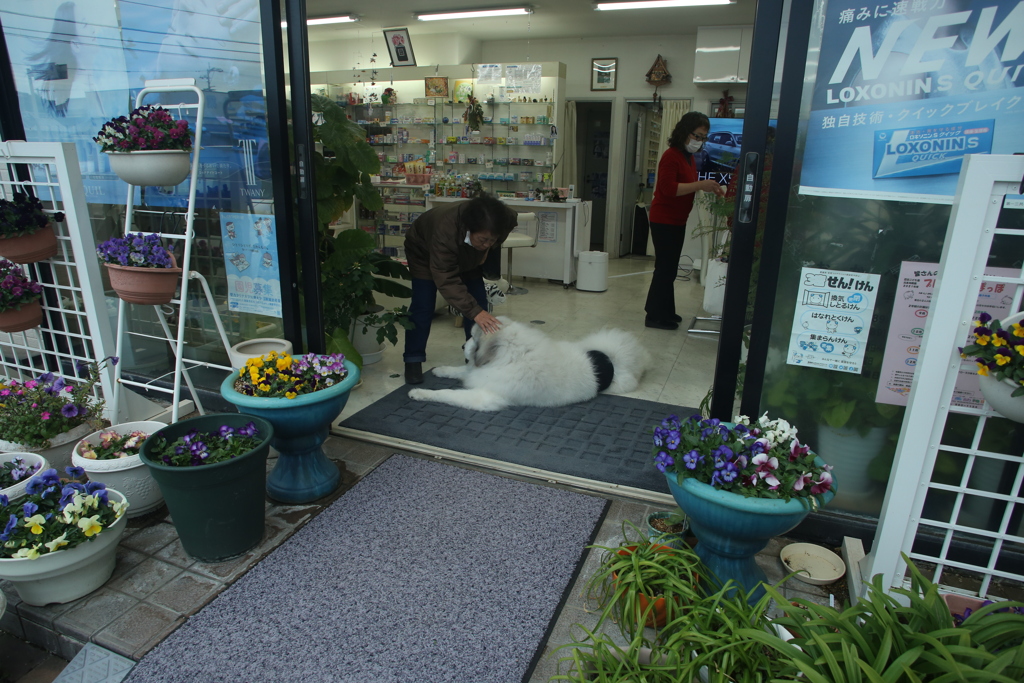 お店番してるココさん