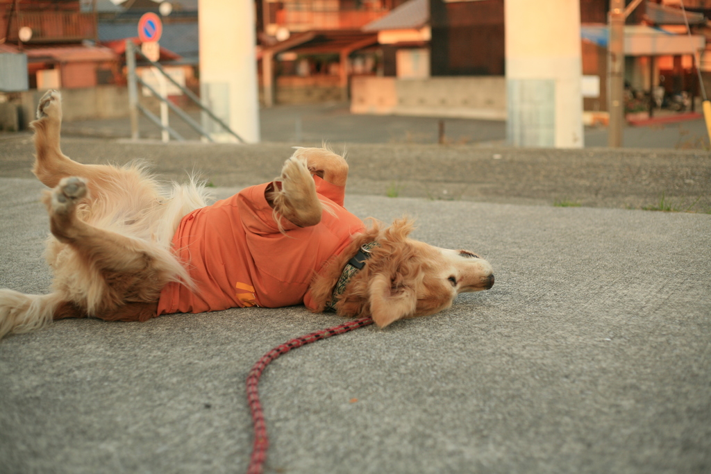 エロエロするみゅうちゃん