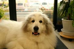 今日もポニョポニョのココさん