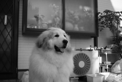 ココちゃん＠おかべ薬局