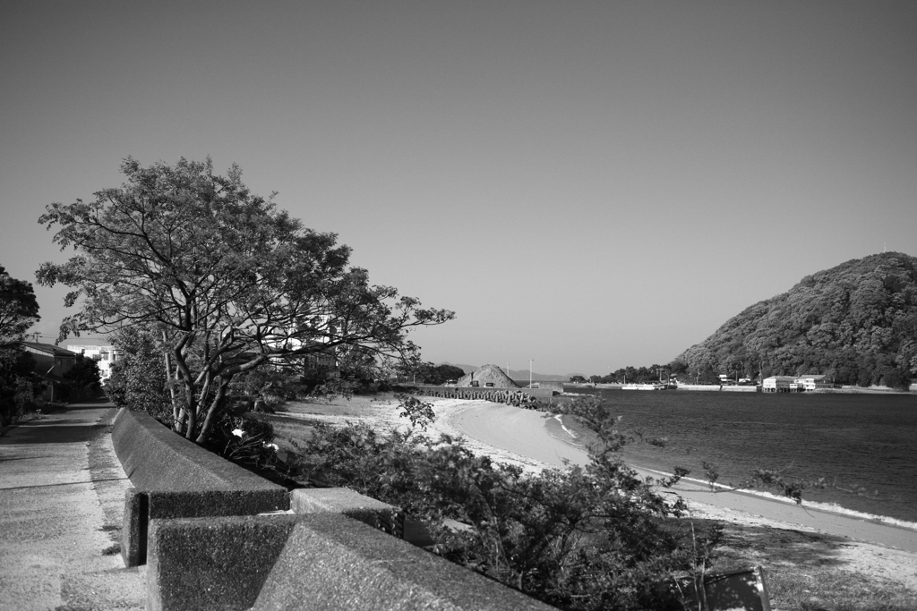 朝、トム君はいなかった