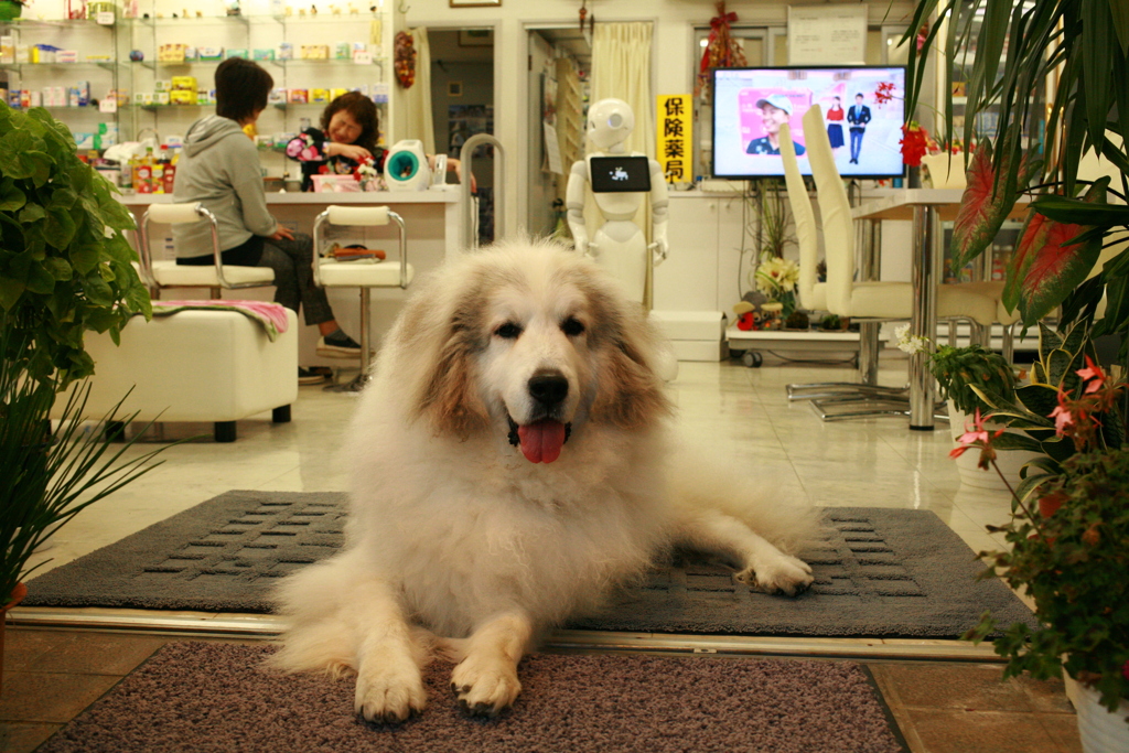 お店番してるココさん