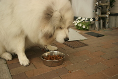 モリモリ食べるココちゃん