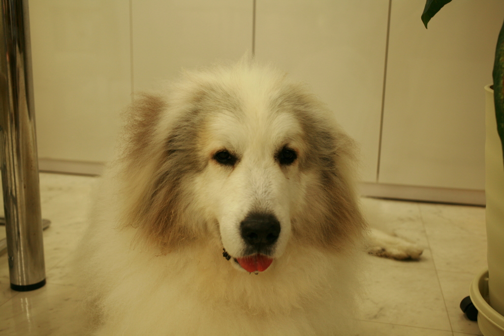 昨日おやつ上げたから愛想のいいココさん