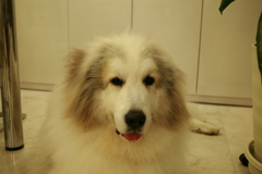 昨日おやつ上げたから愛想のいいココさん