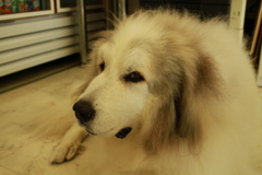 お店番してるココさん