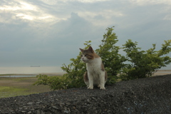 トム君