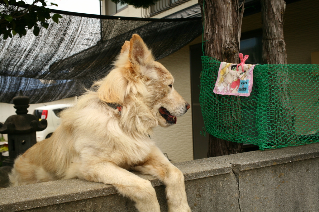 番犬してるダイちゃん