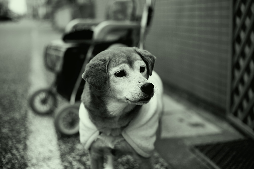 モモちゃん＠2018-12-18