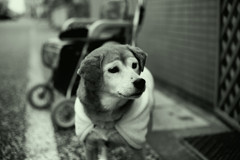 モモちゃん＠2018-12-18