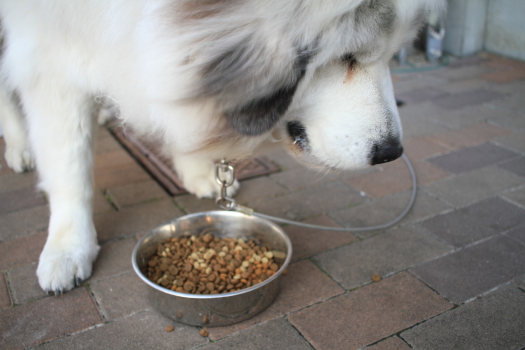 晩御飯食べてるココさん