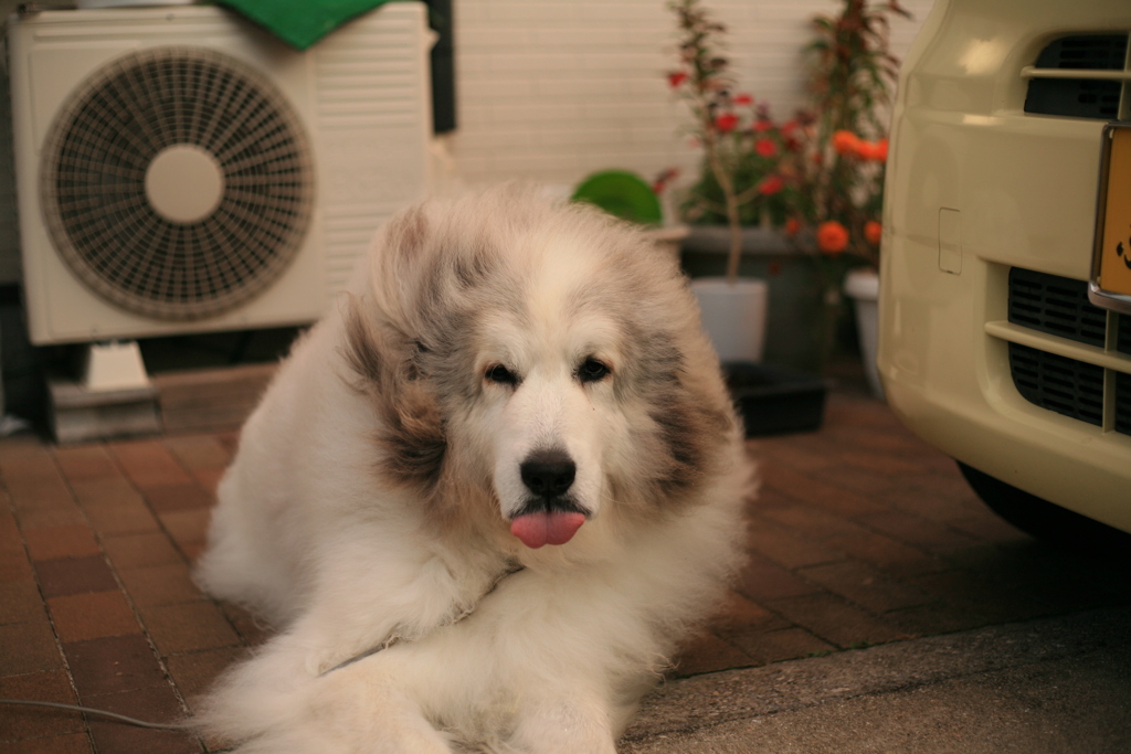 今日もほのぼのしてるココさん