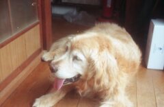 Kodac ColorPlus200にて