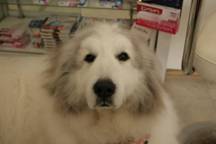 今日もポニョポニョしてるココさん