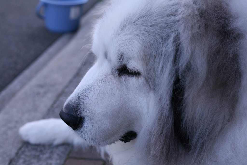 朝、番犬してるココさん