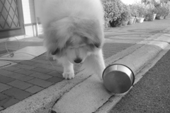 もっとご飯が欲しいココさん