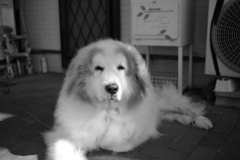 お昼、番犬してるココちゃま