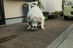 ご飯食べてるココさん