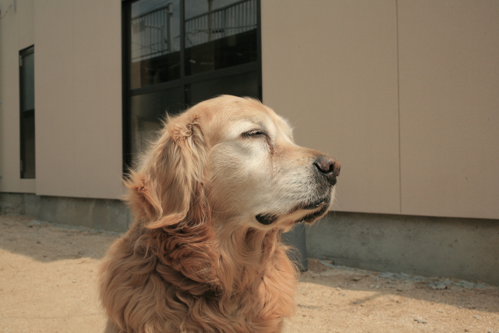 肉食獣みゅうちゃん