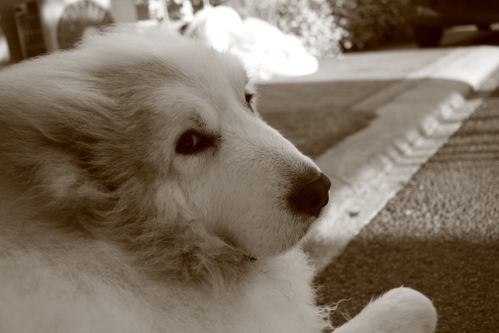 夕方のココちゃん