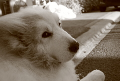 夕方のココちゃん