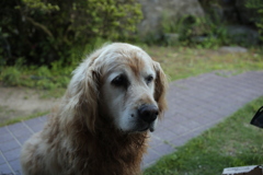 お宿番してるみゅうちゃん