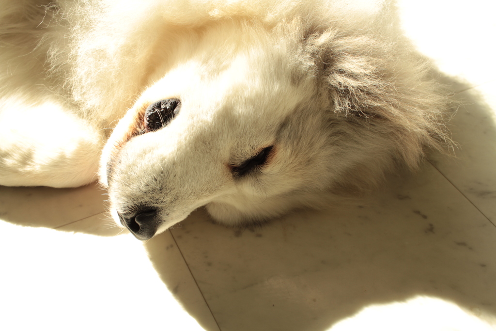 光合成してるココちゃま