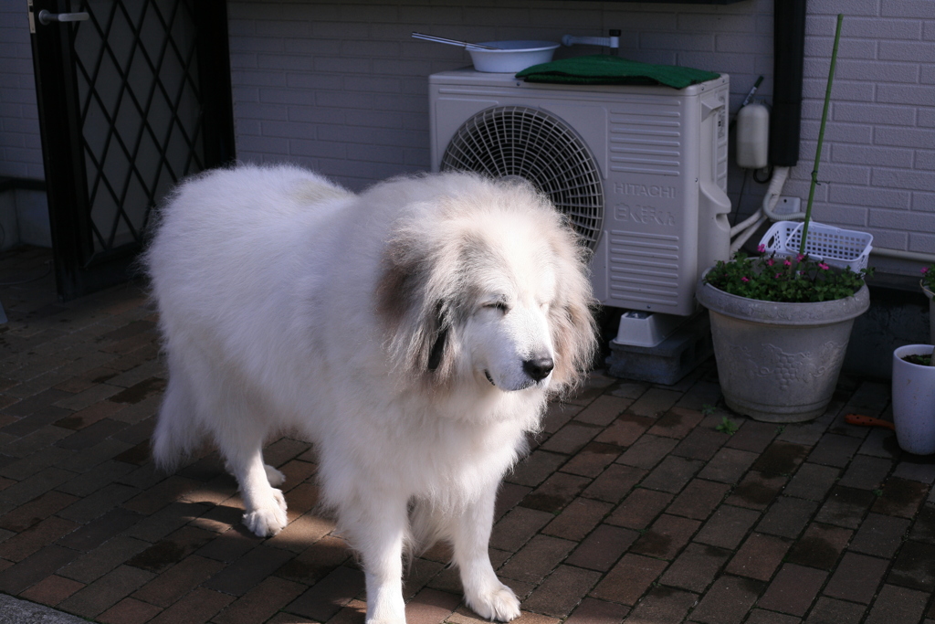 お昼、番犬してるココさん
