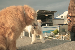 聴導犬エマちゃん、訓練一時休暇で帰ってきてるそう