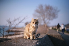 ねこ