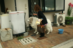 家の中に入れてもらいたいココさん