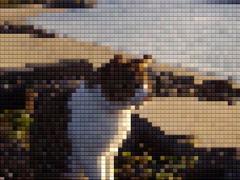 モザイクトム君